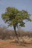 Maerua angolensis