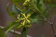 Wrightia natalensis
