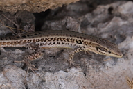 Sicilian Wall Lizard