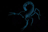 Arabian Fat-tailed Scorpion