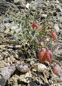 Astragalus oophorus var. clokyanus