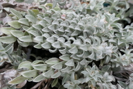 Helichrysum retortum