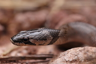 Iberian False Smooth Snake