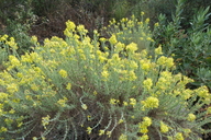 Ericameria pinifolia