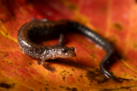 AmphibiaWeb Plethodon cinereus