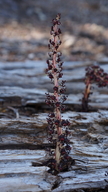 Allotropa virgata