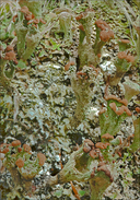 Branched Pixie-cup Lichen
