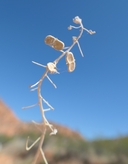 Dimorphocarpa wislizeni