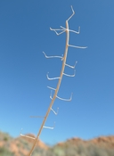 Dimorphocarpa wislizeni