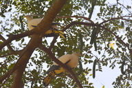 Ducula spilorrhoa