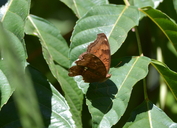 Junonia hedonia