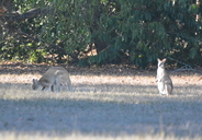Macropus agilis