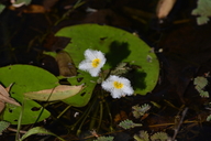 Nymphoides indica