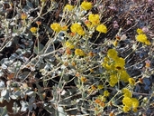 Eriogonum umbellatum var. ahartii