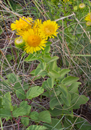 Inula spiraeifolia