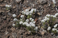 Cryptantha whippleae