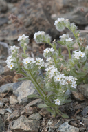 Cryptantha whippleae