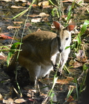 Macropus agilis