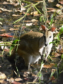 Macropus agilis