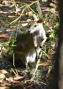 Macropus agilis