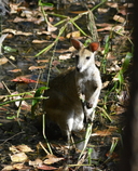Macropus agilis