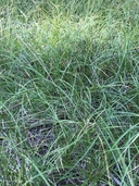 Carex inops ssp. inops