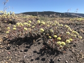 Eriogonum prociduum