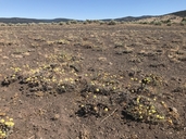 Eriogonum prociduum