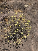 Eriogonum prociduum