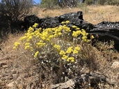 Eriogonum umbellatum var. ahartii