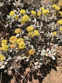 Eriogonum umbellatum var. ahartii