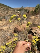 Eriogonum umbellatum var. ahartii