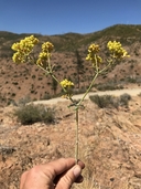 Eriogonum umbellatum var. ahartii