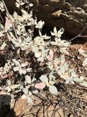 Eriogonum umbellatum var. ahartii
