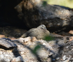 Petrophassa rufipennis