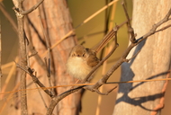 Malurus melanocephalus