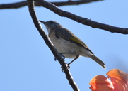 Conopophila albogularis