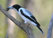 Silver-backed Butcherbird