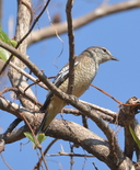 Lalage leucomela