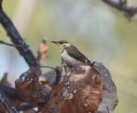 Certhionyx pectoralis