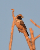 Pictorella Munia