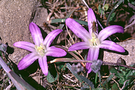 Brodiaea terrestris ssp. terrestris