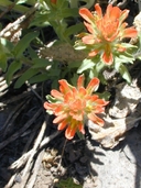 Brewer's Indian-Paintbrush