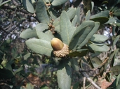 Quercus engelmannii