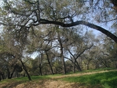 Engelmann Oak