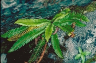 Photo of Polystichum lonchitis