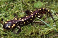 Salamandra salamandra gallaica