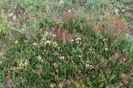 Western Moss-heather