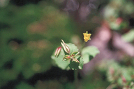 Short-flowered Monkeyflower