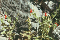 Mimulus cardinalis